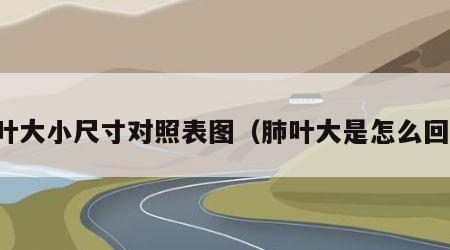 肺叶大小尺寸对照表图（肺叶大是怎么回事）
