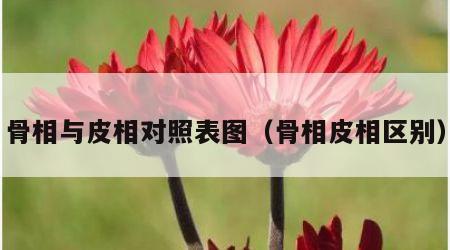 骨相与皮相对照表图（骨相皮相区别）