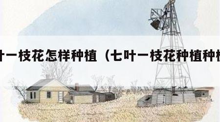 七叶一枝花怎样种植（七叶一枝花种植种植技术）