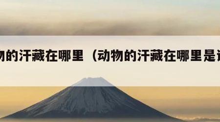 动物的汗藏在哪里（动物的汗藏在哪里是说十个）