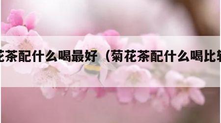 菊花茶配什么喝最好（菊花茶配什么喝比较好）