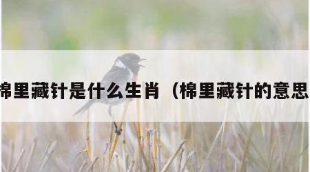 棉里藏针是什么生肖（棉里藏针的意思）