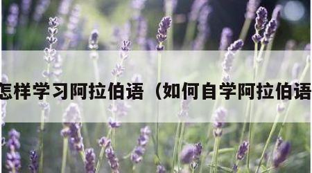 怎样学习阿拉伯语（如何自学阿拉伯语）