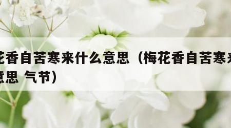 梅花香自苦寒来什么意思（梅花香自苦寒来什么意思 气节）
