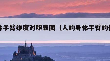 身体手臂维度对照表图（人的身体手臂的作用）