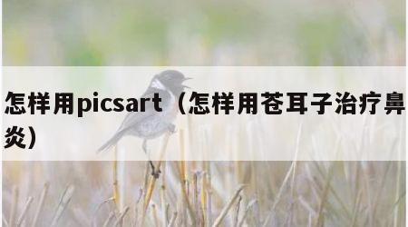怎样用picsart（怎样用苍耳子治疗鼻炎）