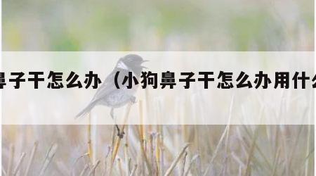 狗鼻子干怎么办（小狗鼻子干怎么办用什么药）