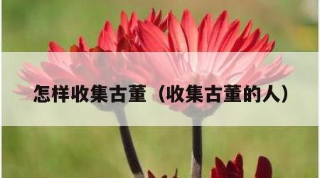怎样收集古董（收集古董的人）
