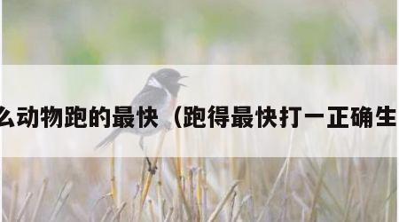 什么动物跑的最快（跑得最快打一正确生肖）