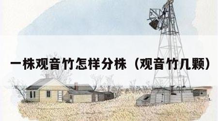 一株观音竹怎样分株（观音竹几颗）