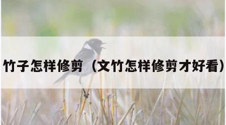 竹子怎样修剪（文竹怎样修剪才好看）