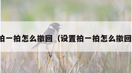 拍一拍怎么撤回（设置拍一拍怎么撤回）