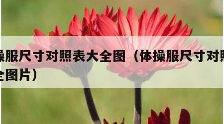 体操服尺寸对照表大全图（体操服尺寸对照表大全图片）