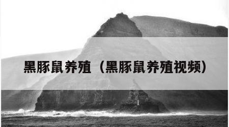 黑豚鼠养殖（黑豚鼠养殖视频）