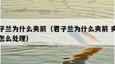 君子兰为什么夹箭（君子兰为什么夹箭 夹剑后怎么处理）