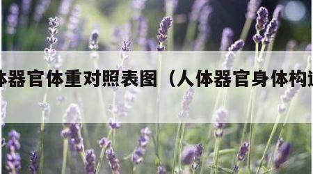 人体器官体重对照表图（人体器官身体构造图解）