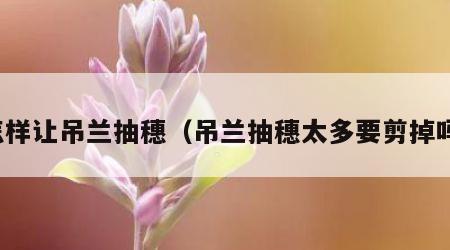 怎样让吊兰抽穗（吊兰抽穗太多要剪掉吗）