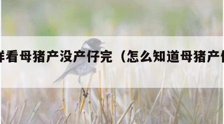 怎样看母猪产没产仔完（怎么知道母猪产仔完了）