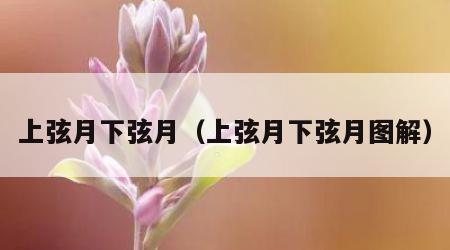 上弦月下弦月（上弦月下弦月图解）