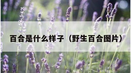 百合是什么样子（野生百合图片）