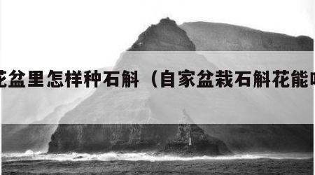在花盆里怎样种石斛（自家盆栽石斛花能吃吗）
