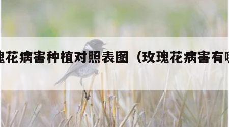 玫瑰花病害种植对照表图（玫瑰花病害有哪些）
