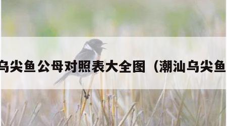 乌尖鱼公母对照表大全图（潮汕乌尖鱼）
