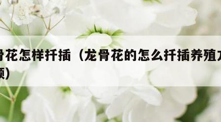 龙骨花怎样扦插（龙骨花的怎么扦插养殖方法视频）