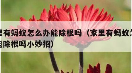 家里有蚂蚁怎么办能除根吗（家里有蚂蚁怎么办能除根吗小妙招）