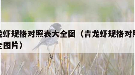 青龙虾规格对照表大全图（青龙虾规格对照表大全图片）