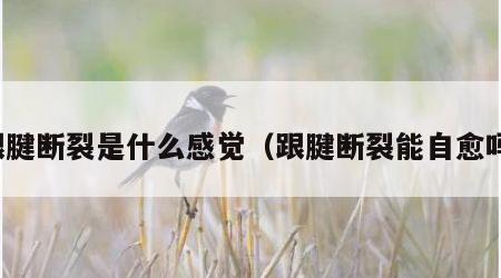 跟腱断裂是什么感觉（跟腱断裂能自愈吗）