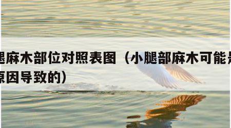 小腿麻木部位对照表图（小腿部麻木可能是什么原因导致的）