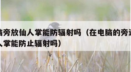 电脑旁放仙人掌能防辐射吗（在电脑的旁边放仙人掌能防止辐射吗）