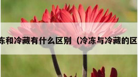 冷冻和冷藏有什么区别（冷冻与冷藏的区别）