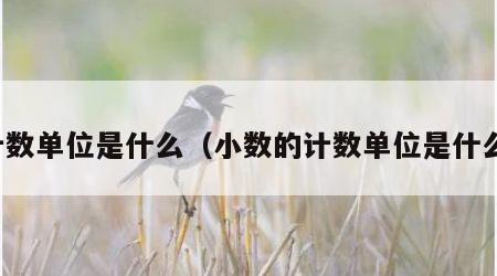 计数单位是什么（小数的计数单位是什么）