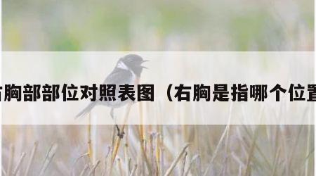 右胸部部位对照表图（右胸是指哪个位置）