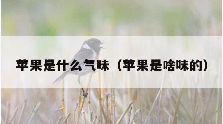 苹果是什么气味（苹果是啥味的）