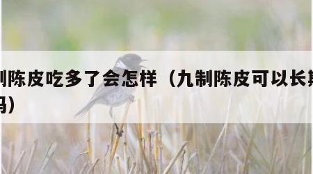 九制陈皮吃多了会怎样（九制陈皮可以长期食用吗）