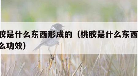 桃胶是什么东西形成的（桃胶是什么东西 有什么功效）