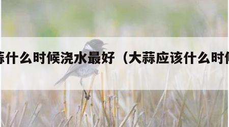 大蒜什么时候浇水最好（大蒜应该什么时候浇水）
