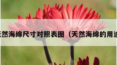 天然海绵尺寸对照表图（天然海绵的用途）