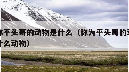 人称平头哥的动物是什么（称为平头哥的动物是什么动物）
