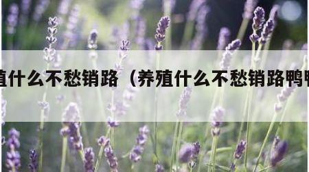 养殖什么不愁销路（养殖什么不愁销路鸭鸭鸭）