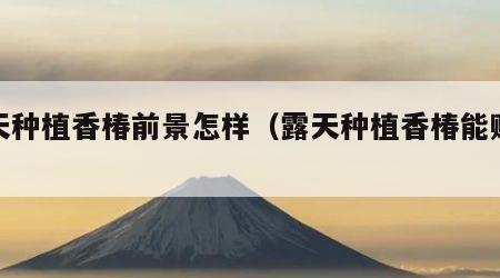 露天种植香椿前景怎样（露天种植香椿能赚钱吗）