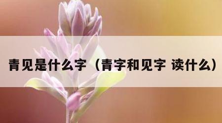 青见是什么字（青字和见字 读什么）
