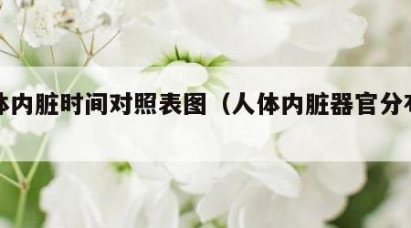 人体内脏时间对照表图（人体内脏器官分布简图）