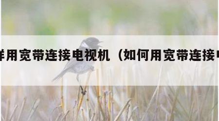 怎样用宽带连接电视机（如何用宽带连接电视）