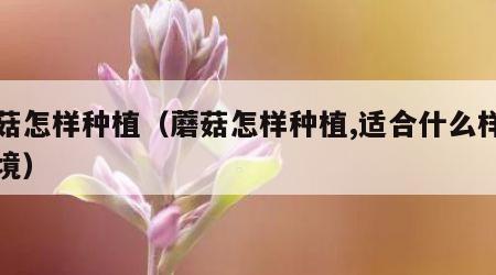 蘑菇怎样种植（蘑菇怎样种植,适合什么样的环境）