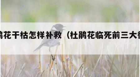 杜鹃花干枯怎样补救（杜鹃花临死前三大征兆）