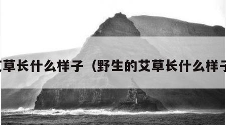 艾草长什么样子（野生的艾草长什么样子）